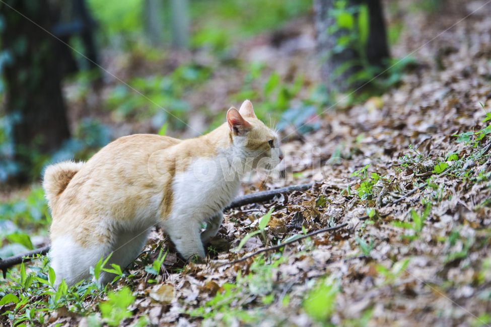 고양이,치즈냥,길고양이,길냥이,애완동물,반려동물,동물,cat,자연,동물,animal,포유류,mammal,고양이,cat,kitten,kitty