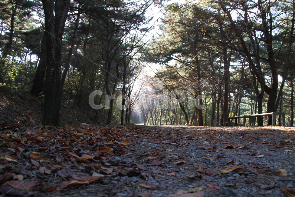 바닥,식물,나무,나무줄기,가을,단풍,산