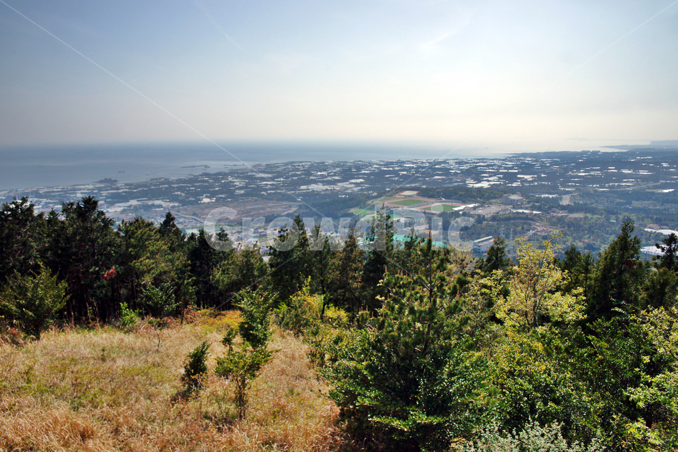 제주,서귀포,올레71코스,올레길,중산간,고근산,서귀포시,자연,풍경,nature,landscape,tree,나무,plant,식물,fir,전나무