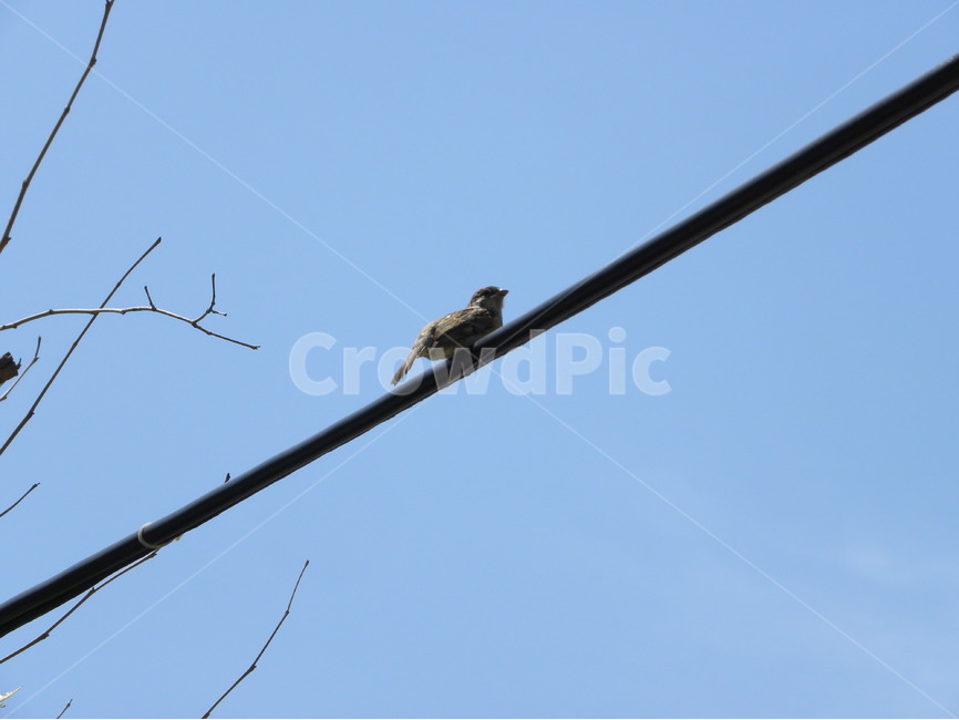 참새,전선,케이블,전기줄,도시,sparrow,wire,cable,city,동물,animal,조류,새,birds