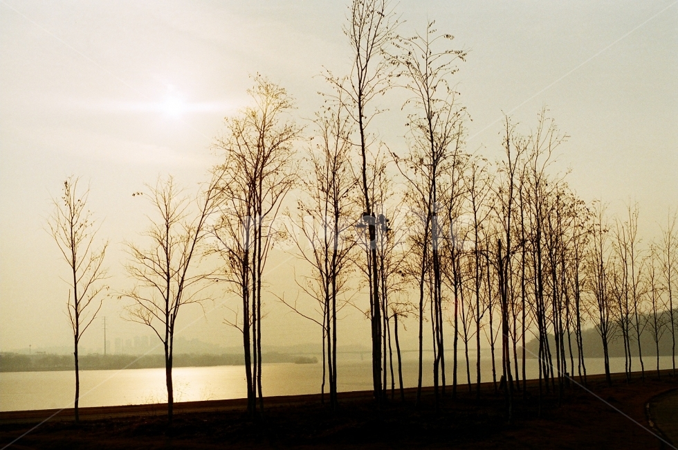 필름사진,한강,풍경사진,강변,겨울,겨울,계절,winter,season,자연,풍경,nature,landscape,식물,plants,나무,trees,wood,outdoors,옥외