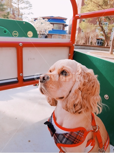 강아지,개,dog,코카스파니엘,cockerspaniel,아메리칸코카스파니엘,잉글리쉬코카스파니엘,댕댕이,반려견,반려동물,수컷,산책,놀이터,동물,animal,포유류,mammal,개,강아지,dog,doggy