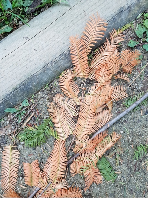 가을,낙엽,숲,힐링,자연,식물,가을,계절,fall,autumn,season,leaf,잎,plant
