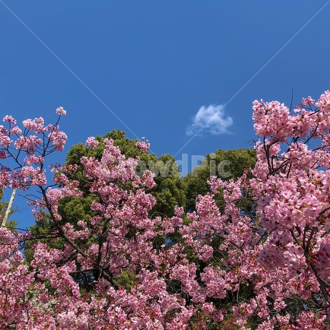 벚꽃,나무,하늘,봄,소풍,식물,자연,plants,nature,꽃,flower