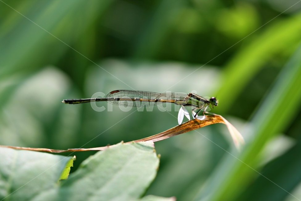 곤충,봄,식물,정원,자연,야외,식물,자연,plants,nature,꽃,flower,동물,animal,곤충,벌레,insect,bug