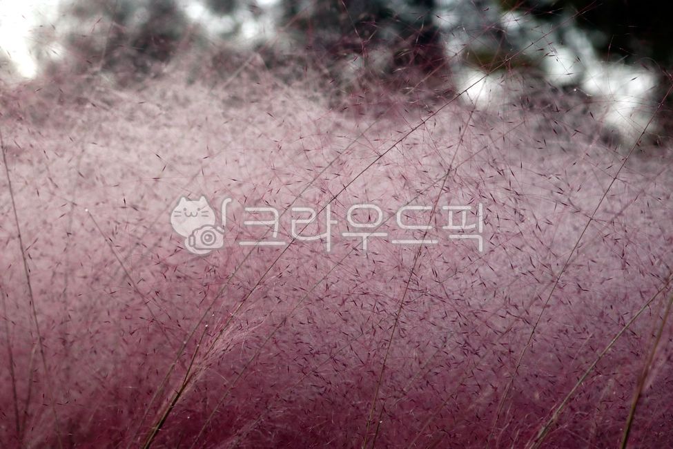 핑크뮬리,그라스,여러해살이풀,분홍쥐꼬리새,식물,pinkmuhl,grass,plant