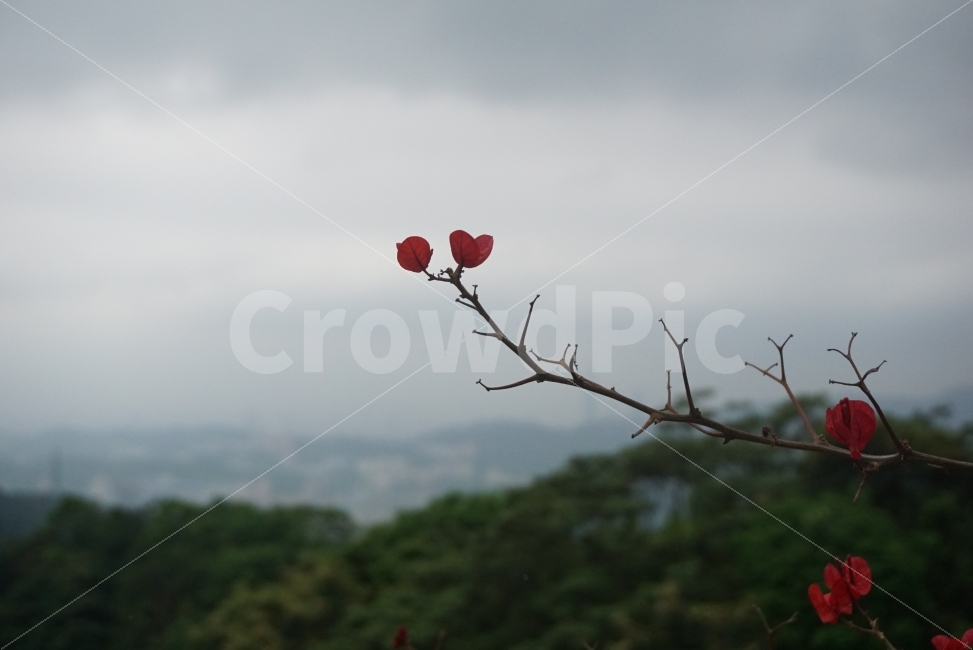 꽃,빨간꽃,정열,열정,flower,이쁜사진,느낌사진,감성사진,꽃사진,고독,외로움,식물,자연,plants,nature,꽃,flower