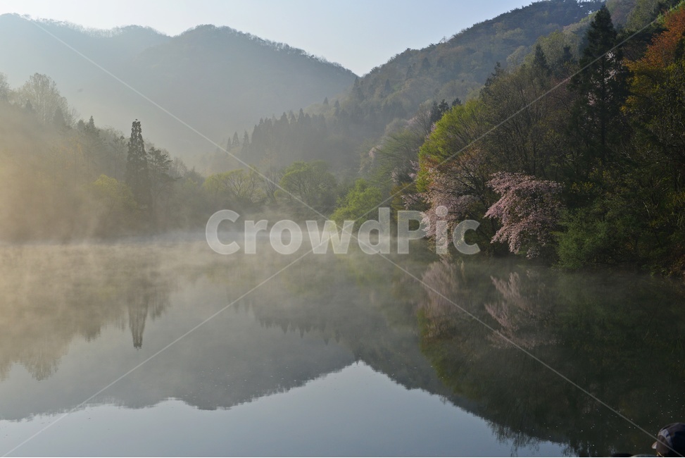 전남,화순,세량지,세량제,물안개,벚꽃,산벚꽃,봄,계절,반영,아침,여명,해돋이,nature,자연,outdoors,옥외,fog,안개,weather,날씨,자연,풍경,nature,landscape
