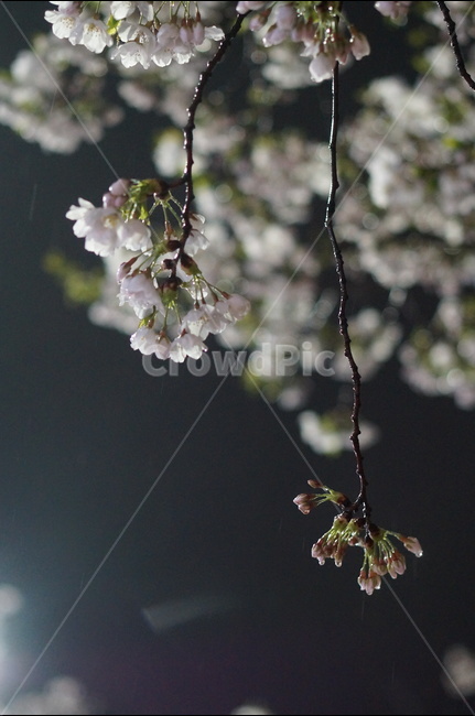 벚꽃,야경,밤,흰색,풍경,봄,봄,계절,spring,season,야경,밤,풍경,nightscape,night,landscape,식물,자연,plants,nature,꽃,flower,plant