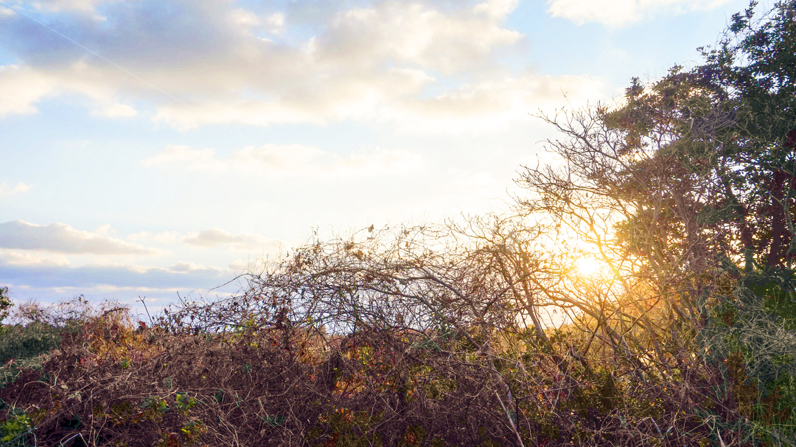 풍경,제주도풍경,동화나라,숲,몽환적,햇빛,태양,나무,풀,자연,풍경,nature,landscape,light,빛,flare,플레어