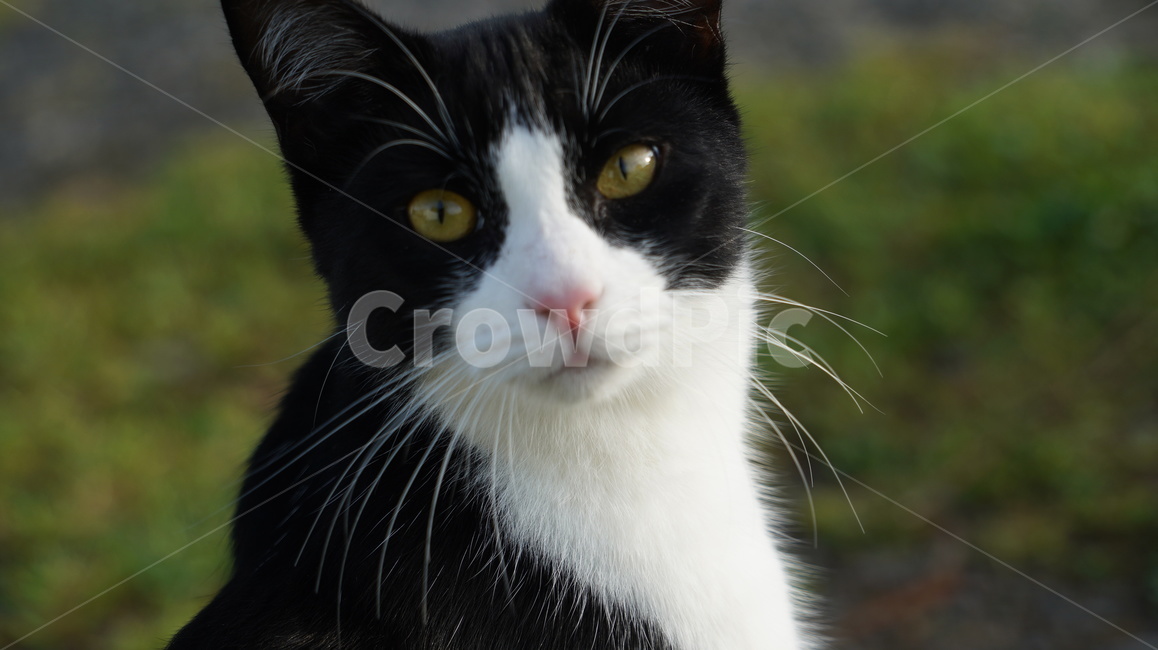고양이,길고양이,고양이얼굴,cat,애완고양이,검정고양이,동물,animal,포유류,mammal,고양이,cat,kitten,kitty