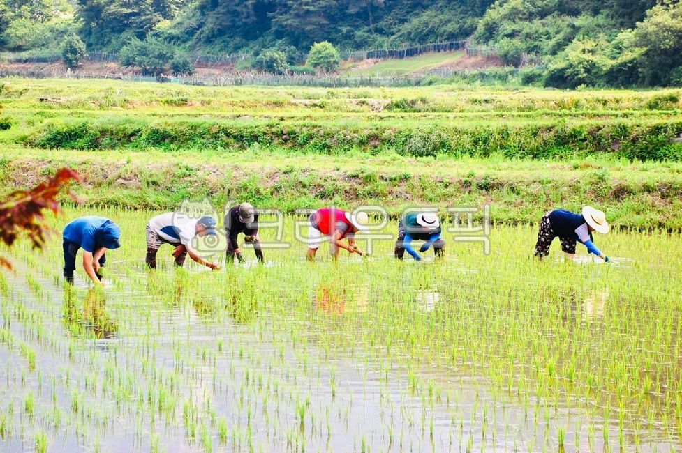 벼농사, 논농사, 농사풍경, agriculture, ricefarming, 사진,이미지,일러스트,캘리그라피 - festavita작가