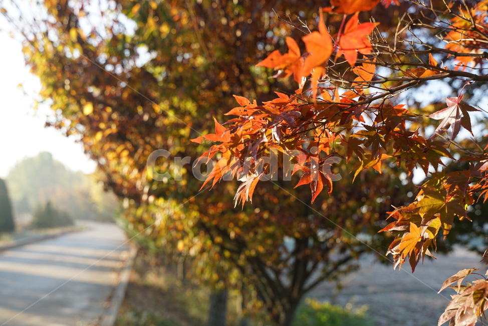 단풍,가을단풍,가을,엽록소,mapie,leaf,잎,plant,식물,tree,나무,가을,계절,fall,autumn,season