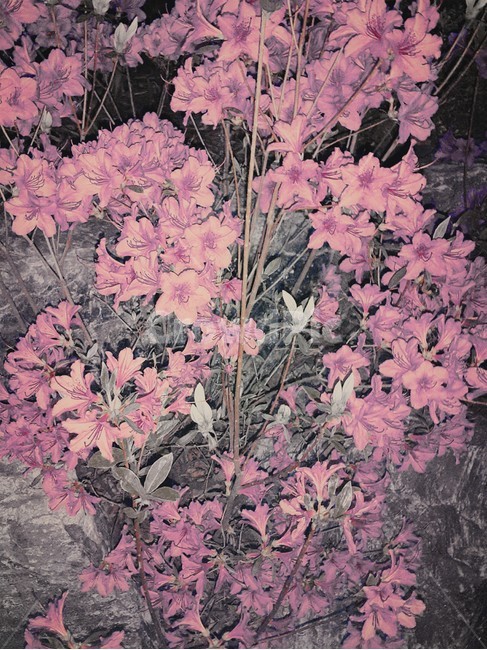 철쭉,꽃,공원,바위,분홍꽃,분홍,자연,밤,풍경,식물,자연,plants,nature,꽃,flower
