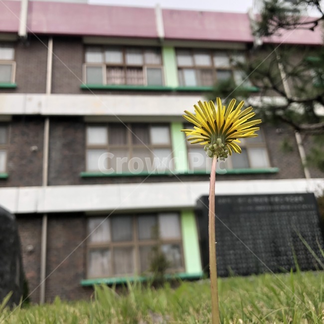 plant,식물,민들레,꽃,감성