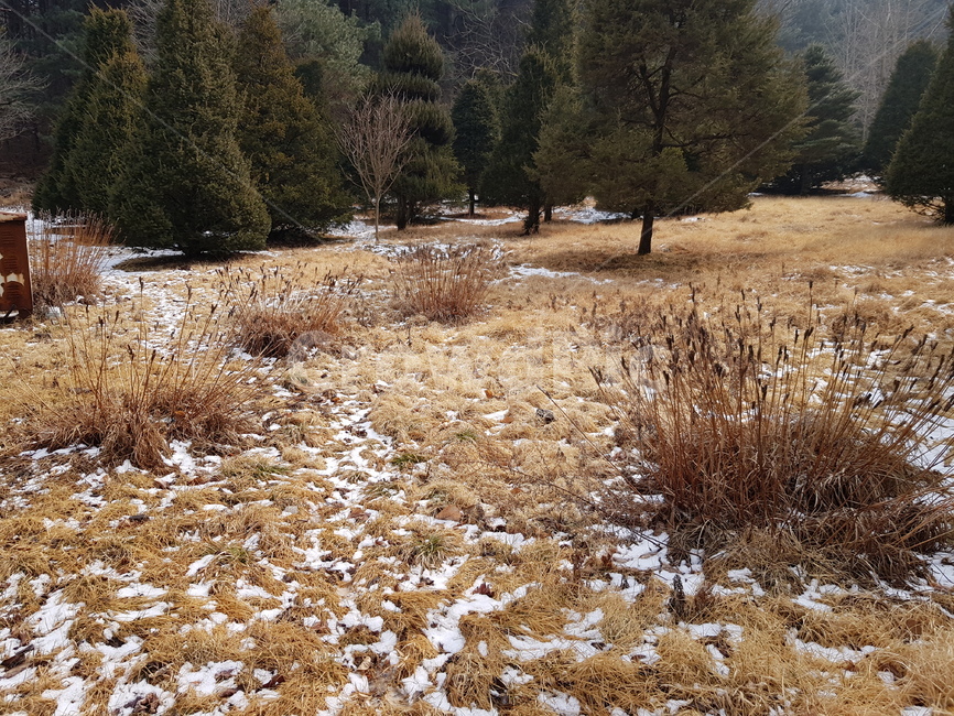 자연,숲속,눈,겨울,풀,겨울,계절,winter,season