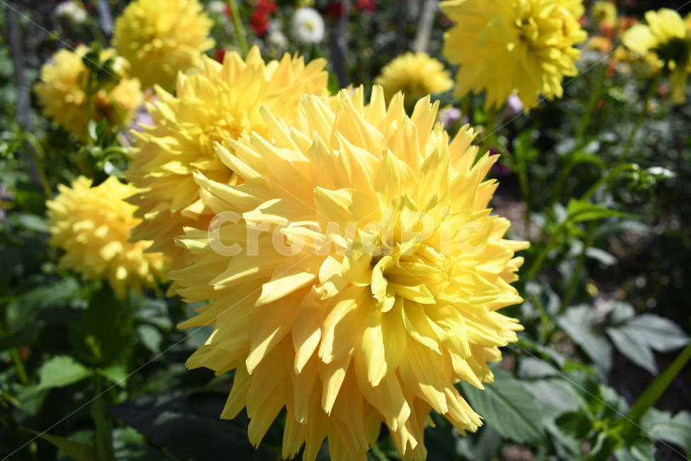 꽃,여름,노란색,나무잎,녹색,피사체,식물,자연,plants,nature,꽃,flower