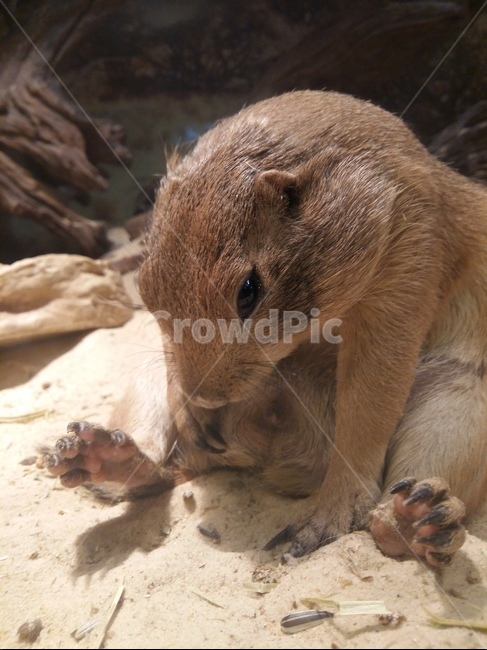 지침,무기력,졸림,피곤,졸립다,동물,animal,포유류,mammal