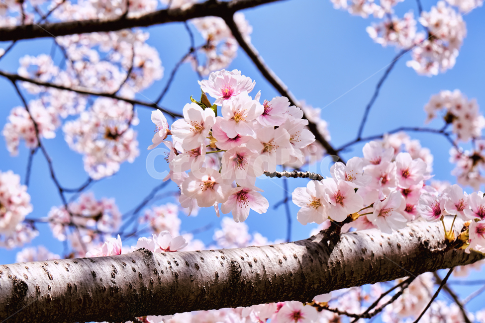 벚꽃,봄,야외,나무,꽃,핑크,분홍,봄,계절,spring,season,식물,자연,plants,nature,꽃,flower,plant,blossom,cherry blossom