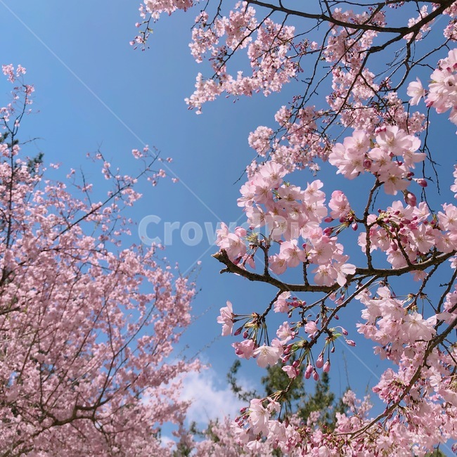 벚꽃,겹벚꽃,꽃,공원,봄,봄,계절,spring,season,식물,자연,plants,nature,꽃,flower,plant,blossom