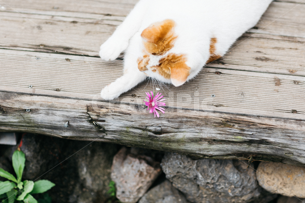 고양이,야옹이,냥,길냥이,꽃냥,동물,야옹,cat,캣,동물,animal,포유류,mammal,고양이,cat,kitten,kitty,감성,sensible,feeling