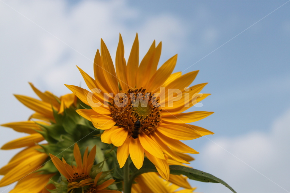 꽃,해바라기,봄꽃,봄날,flower