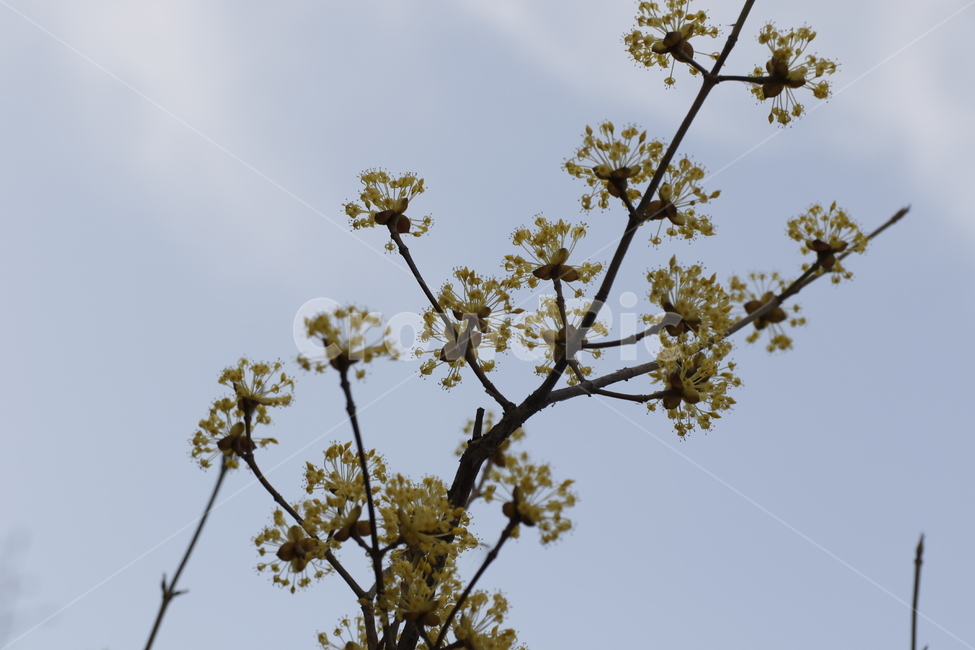 봄,도심,도시,개나리,산수유,노랑,하늘,노란,벛꽃,숲,풍경,봄,계절,spring,season,식물,자연,plants,nature,꽃,flower,plant