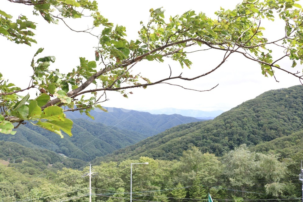여름,휴가,강원도,산,나무,하늘,자연,풍경,식물,푸름,summer,natsu,vacation,kyuuka,mountain,yama,tree,ki,sky,sora,nature,plants,shokubutsu,초록,green,midori,산맥,여름,계절,summer,season,자연,풍경,nature,landscape,한국자연풍경,한국자연경관,korea nature landscape,outdoors,옥외