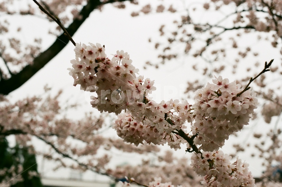 벚꽃,벚나무,cherryblossom,봄,4월,꽃,식물,자연,꽃잎,나무,sakura,spring,flower,계절,봄,계절,spring,season,식물,자연,plants,nature,꽃,flower,plant,blossom,cherry blossom