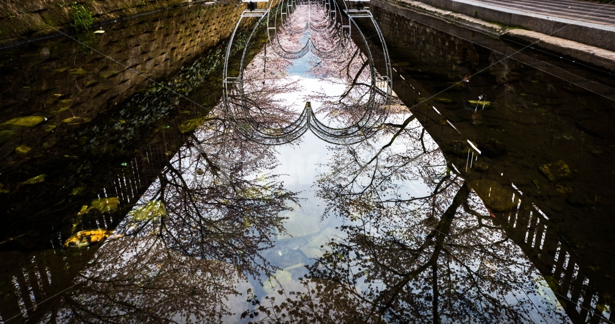 spring flowers,reflection,cherry blossom,Jinhae Gunhangje Festival,beautiful reflection