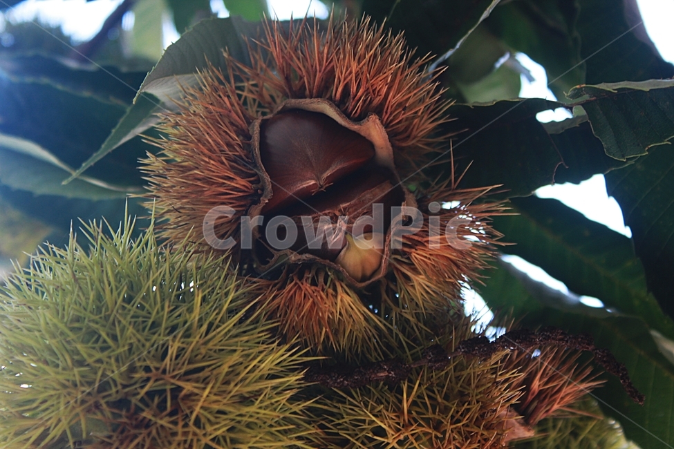 가을,밤,밤나무가지,밤송이,나뭇잎,가을,계절,fall,autumn,season,과일,열매,fruit,plant,식물