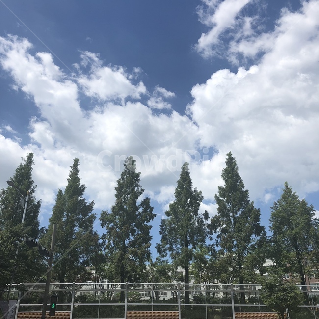 풍경,하늘,구름,나무,맑음,sky,cloud,tree,clear,landscape,배경,감성,초록색,하늘색