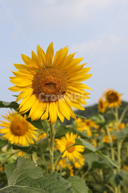 해바라기,가을,감성사진,꽃,플라워,식물,자연,plants,nature,꽃,flower