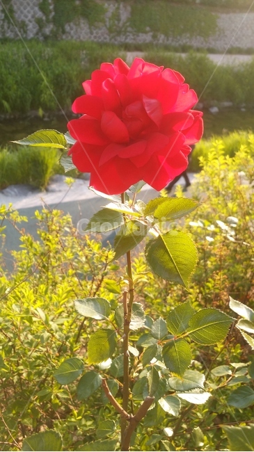 꽃,장미,로즈데이,선물,꽃배경,식물,자연,plants,nature,꽃,flower