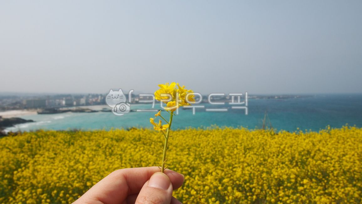 유채꽃,제주도,함덕,서우봉,해변,바다