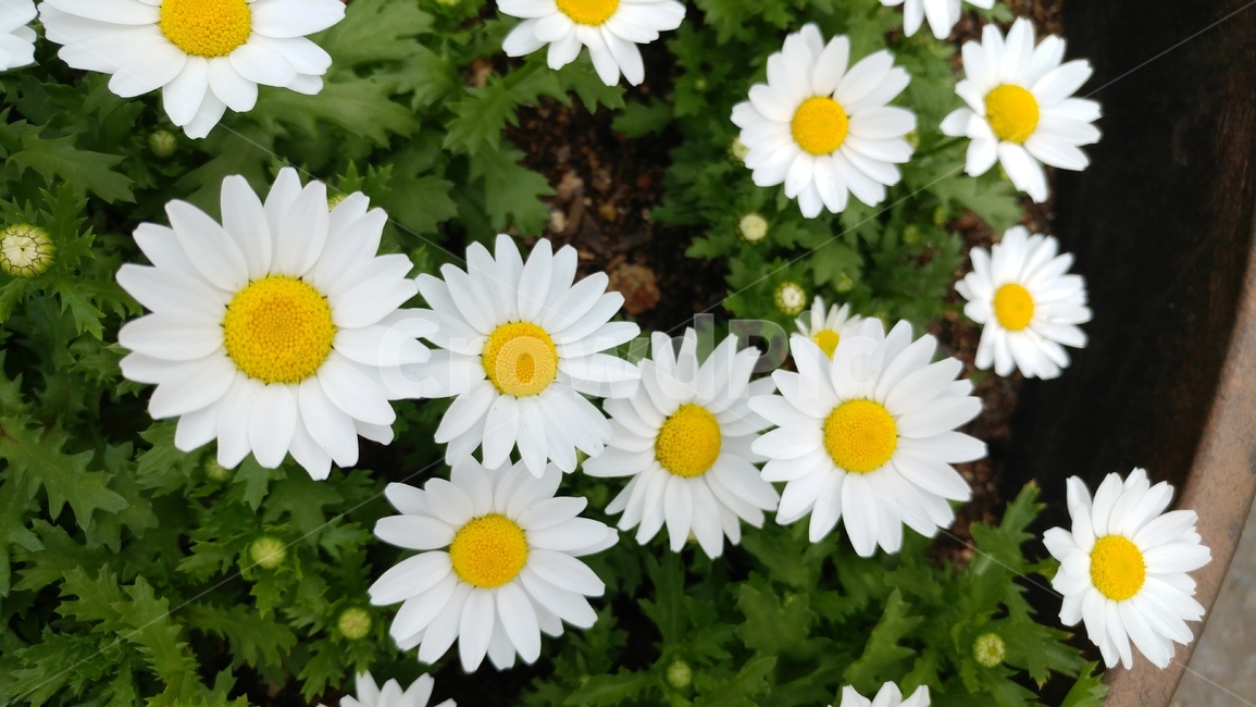 마가렛,하양,꽃,식물,데이지,들꽃,봄,봄꽃,하얀색꽃,flower