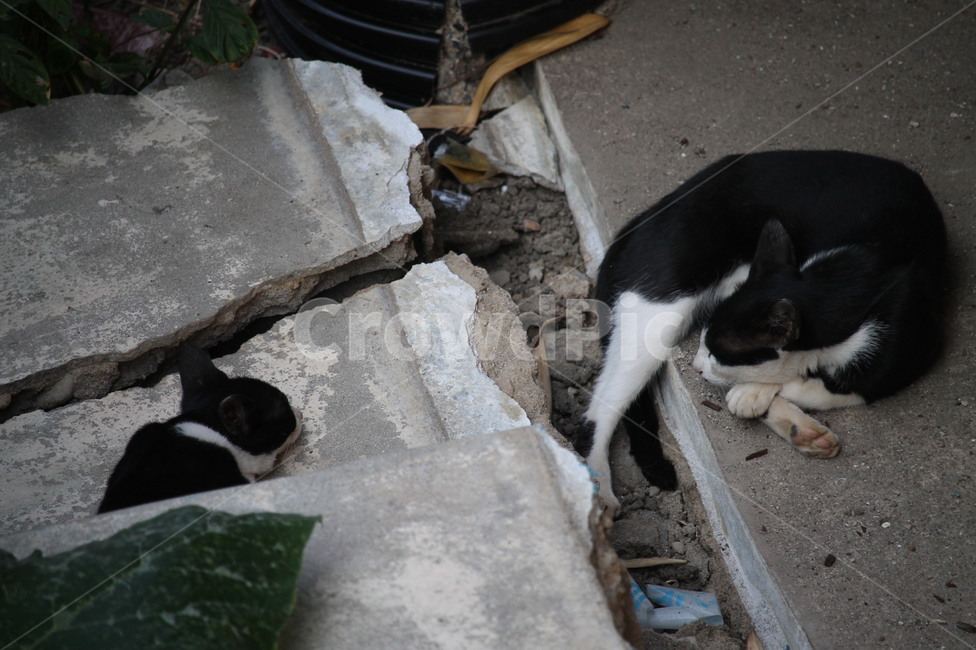 길고양이,가족,고양이,길냥이,냥이,낮잠,여유,동물,animal,고양이,cat,kitten,kitty