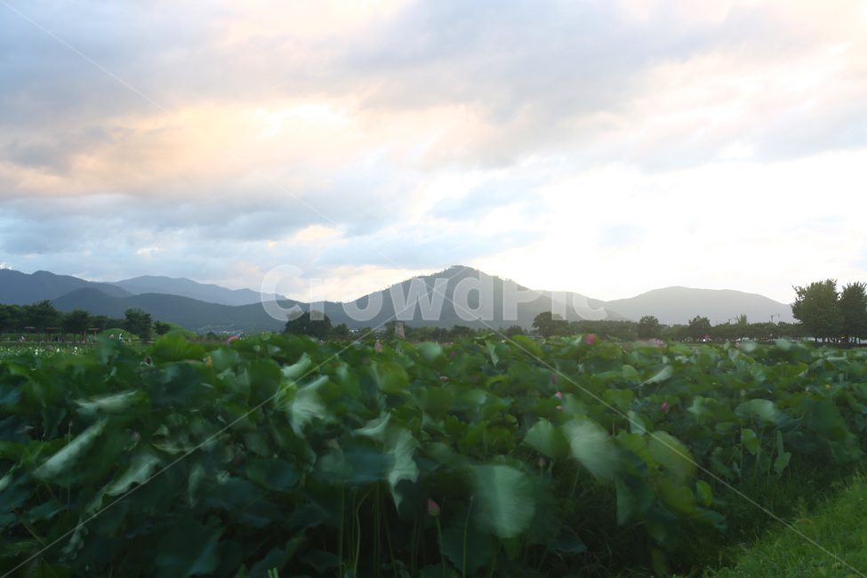 바람,경주,첨성대,연잎,연꽃,nature,plant,풍경,자연,풍경,nature,landscape