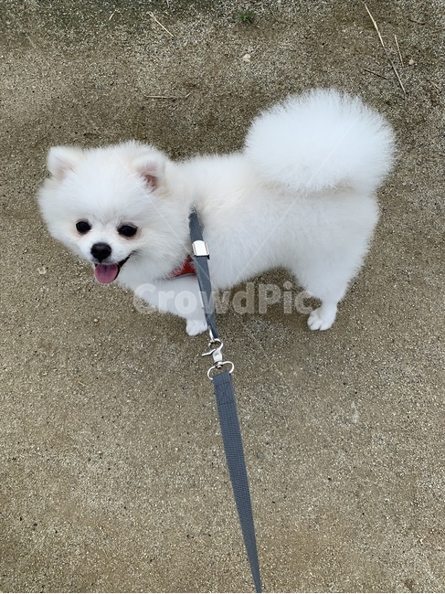 강아지,포메,귀여운,강아지산책,하얀강아지