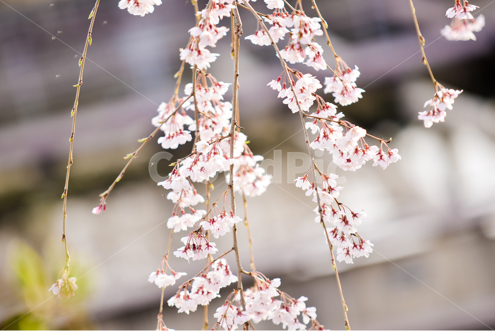 식물,나무,자연,분홍,벚꽃,가지,감성,분위기,봄,계절,spring,season,식물,자연,plants,nature,꽃,flower,plant