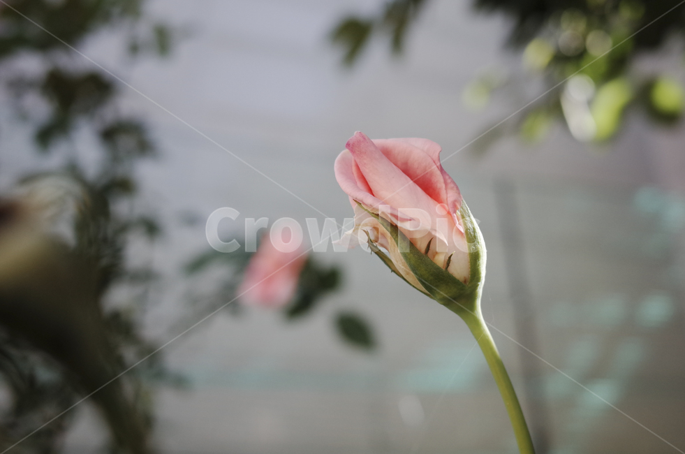 blossom,꽃,flower,식물,plant,red,빨간꽃,빨간,붉은,붉은꽃,들꽃,rose,장미,pink,분홍장미,bud,꽃봉오리,꽃송이,분홍장미봉오리