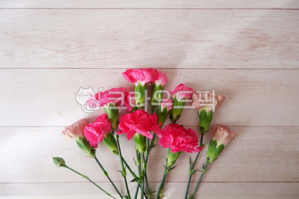 Mothers Day Flowers,pink,wooden table,May,In May,red carnation,carnation,wood background,Parents Day Gift,red,Teachers Day Flowers,carnation flower,wood,woodentable,Teachers day,family month,parents day background,blossom,may,bouquet,Mothers Day,flower,bl