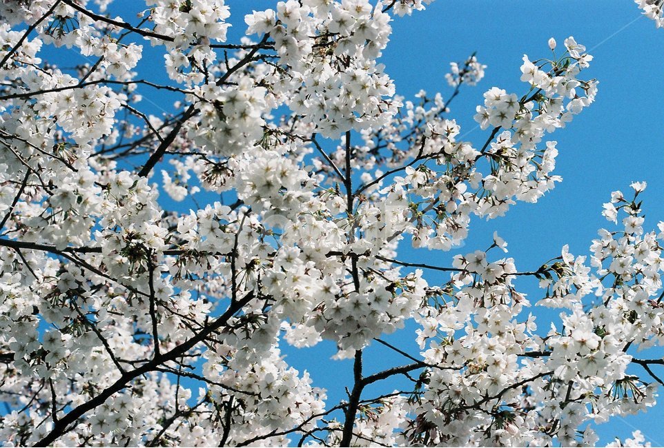 벚꽃,꽃,봄,하늘,배경사진,봄,계절,spring,season,식물,자연,plants,nature,꽃,flower,plant,blossom,cherry blossom