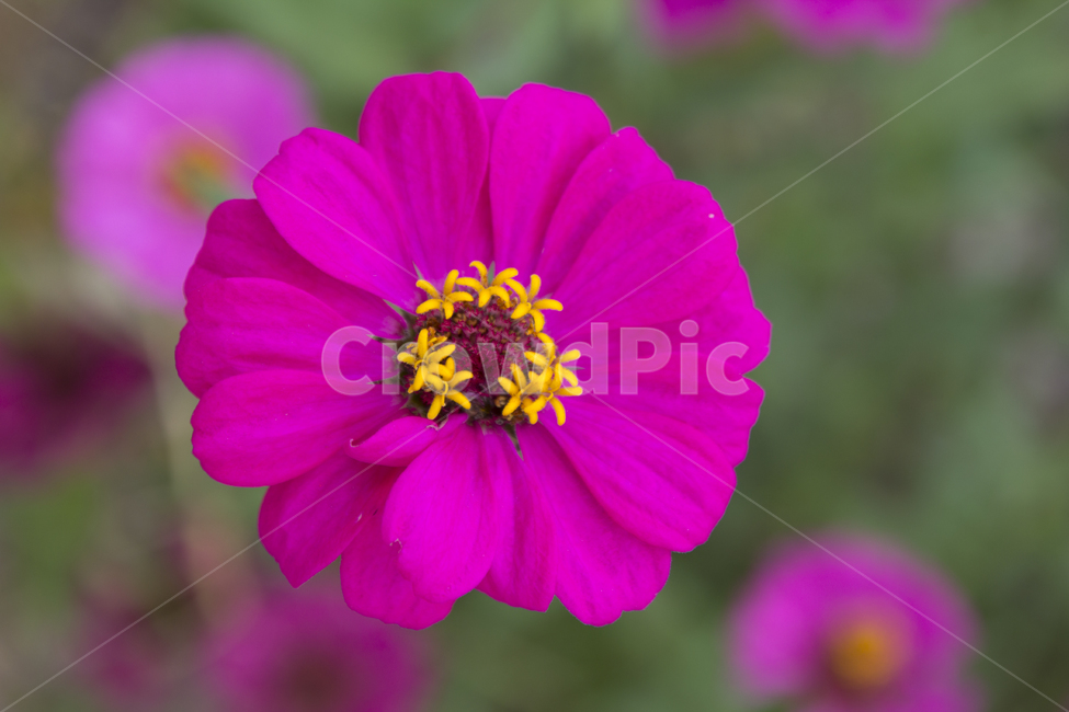 꽃사진,배경,여름,여름꽃,단독샷,식물,자연,plants,nature,꽃,flower