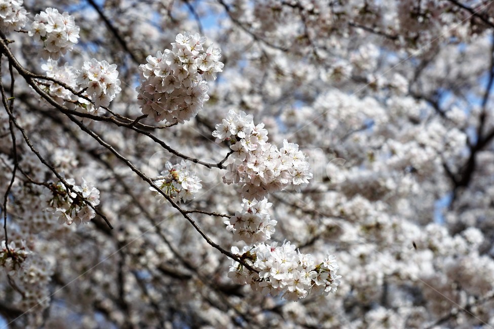 꽃,벚꽃,벚나무,봄,나무,자연,식물,nature,trees,spring,계절,흰색,flower,감성사진,sakura,season,봄,계절,spring,season,식물,자연,plants,nature,꽃,flower,plant,blossom