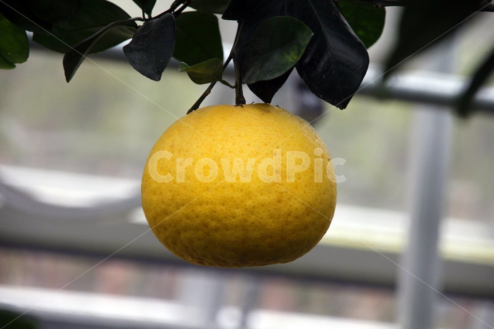 fruit,과일,food,음식,감귤류과일,식물,plant,citrusfruit,과일,열매,fruit