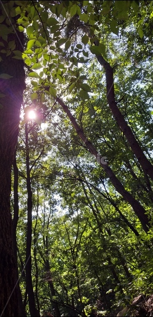 나무,태양,숲,휴식,tree