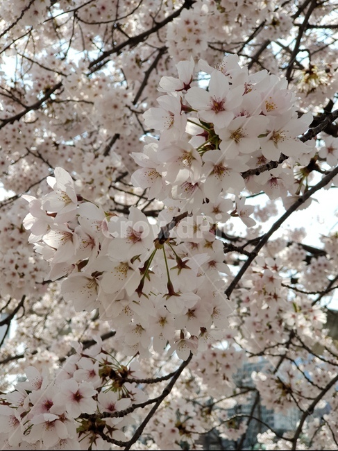 꽃,벚꽃,나무,봄,하얀꽃,가지,꽃잎