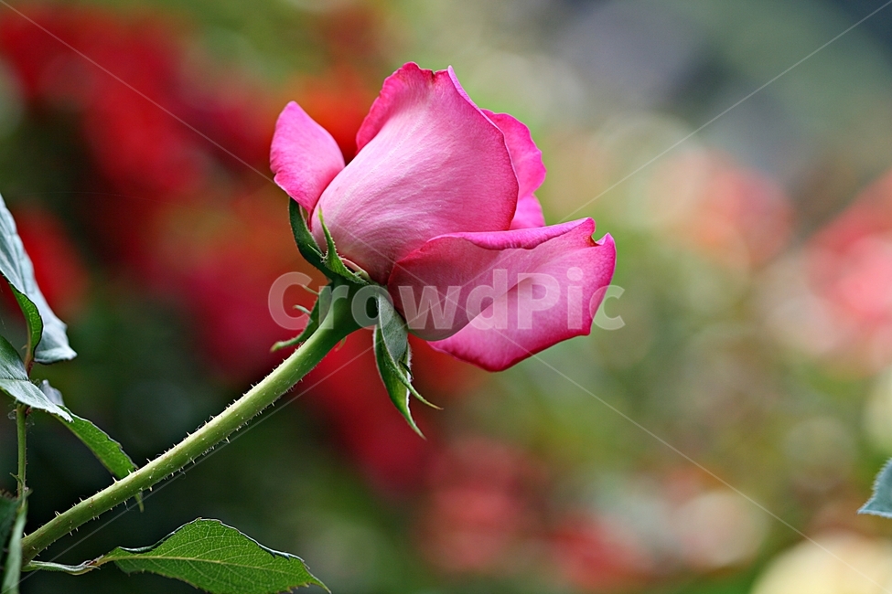 장미,꽃,식물,봄꽃,고백,화려한,식물,자연,plants,nature,꽃,flower