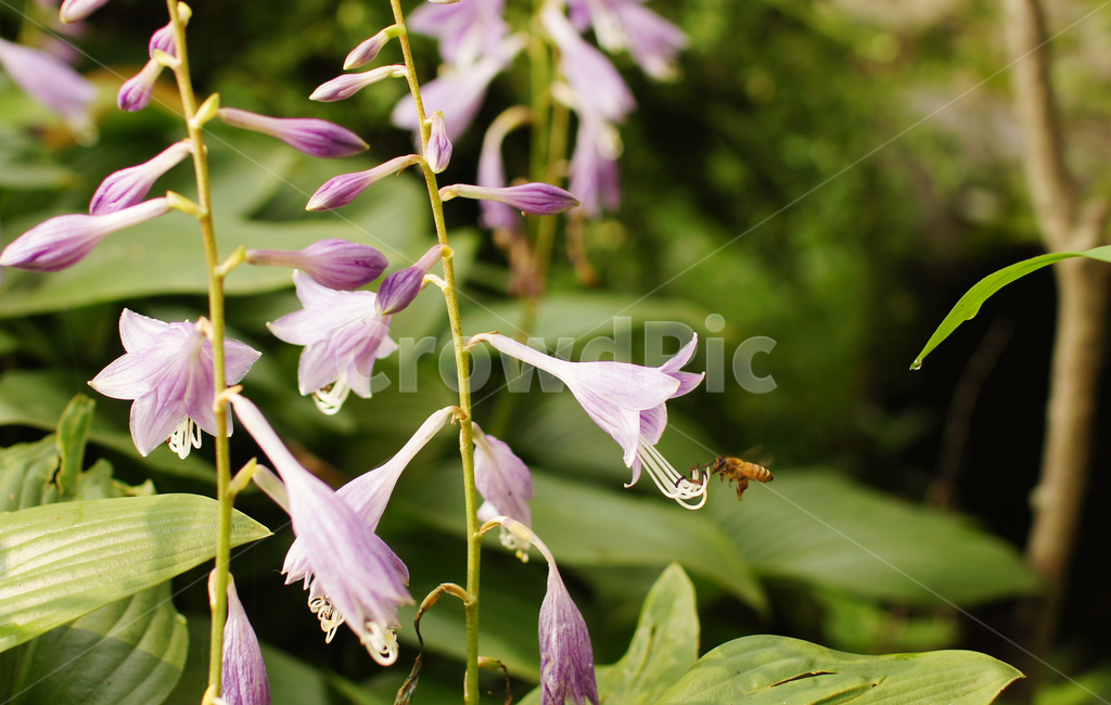 자연,꽃,오후,감성,가을,식물,여름,nature,flower,afternoon,sentimental,식물,자연,plants,nature,꽃,flower
